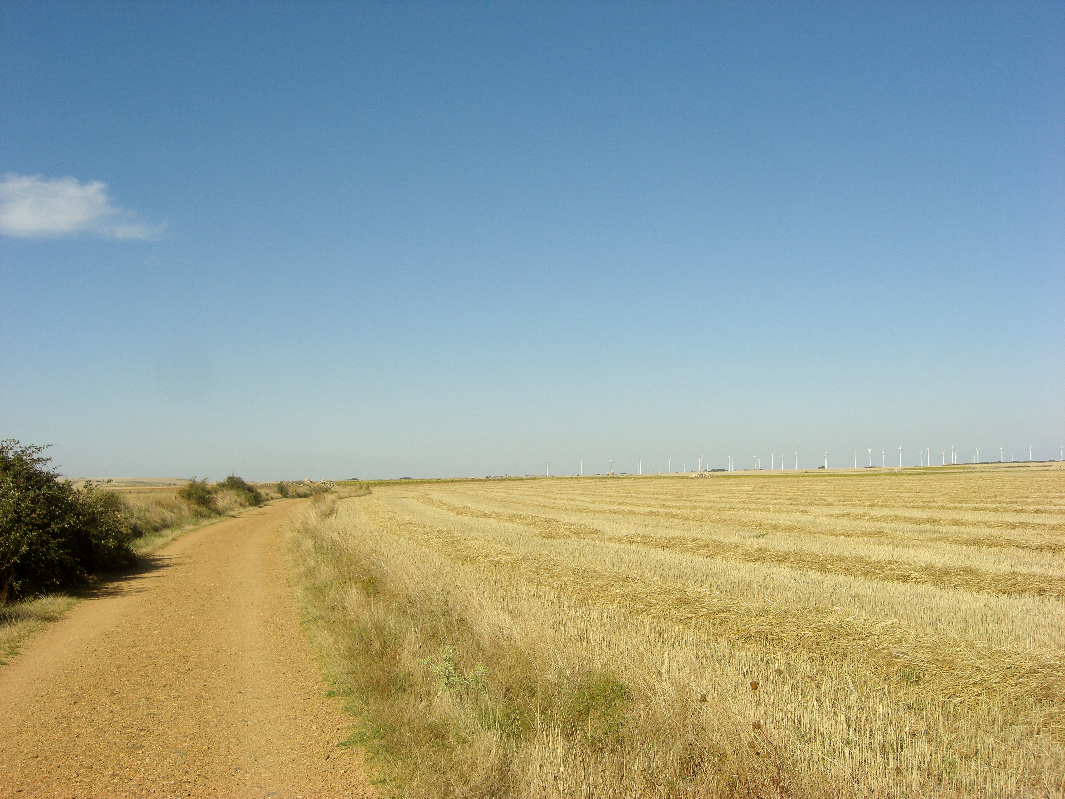 A quiet Camino path in open landscape.